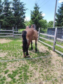 Na predaj ťazna kobyla - 7