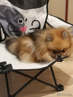 Pomeranian mini - 7
