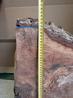 Orechovy kmen drevo - 7