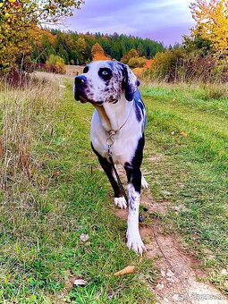 Louisianský leopardi pes - šteniatka s PP - 7