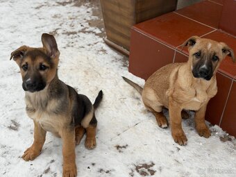 Predám Šteniatka - 7