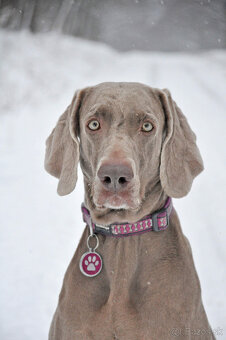 Weimarský krátkosrstý stavač - štěniatka s PP - 7