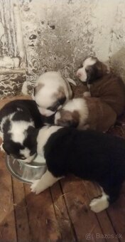 stredoázijský ovčiak - 7