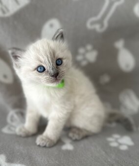Ragdoll kocúrikovia - 7