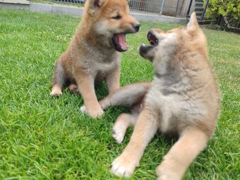 Shiba inu psýky s PP - 7