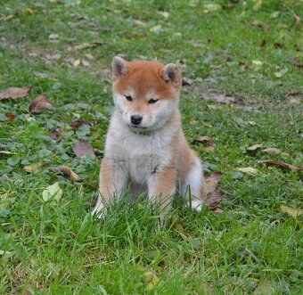 Shiba inu  s PP  /FCI / - 7