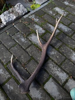 Jelenie zhody / parohy 62cm - 7