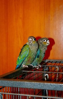 Pyrura perlata - ručný dokrm - 7