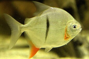 L165 albino Gibbiceps Pleco+mix - 7