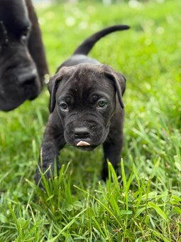 Predam steniatka cane corso - 7