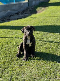 Cane Corso - psík - 7
