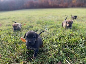 Máme šteniatka po skvelých rodičoch ❤️ - 7