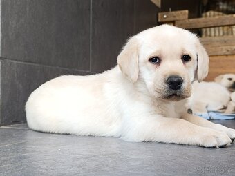Labrador retriever šteniatka s PP - 7