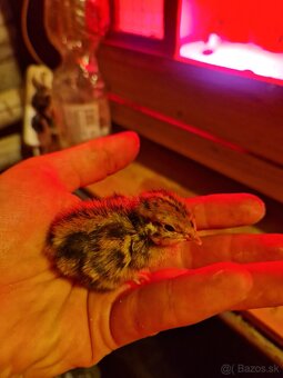 Násadové vajíčka Japonskej prepelice Faraón - 7