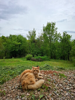 Na predaj pozemok 1898 m² - Horná Lehota, Nízke Tatry - 7