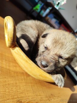 Československý vlčiak s PP - 7