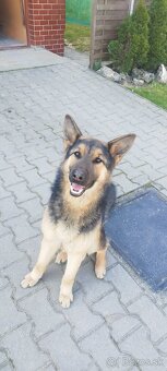 Nemecký ovčiak fenka 13mesiacov - 7