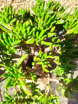 Crassula ovata "Gollum" Shrekove uši sukulent - 7
