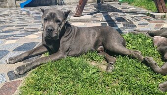 cane corso šteniatka - 7