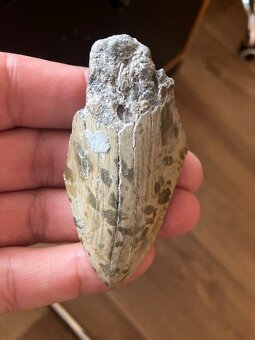 Fosília, skamenelina, Megalodon, zub, žralok - inzerát č.8 - 7