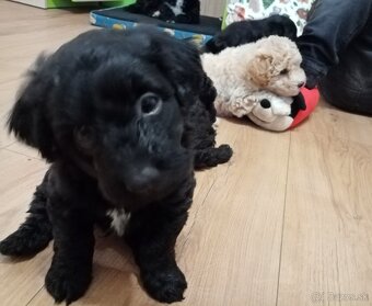 Krížence pudlíka - 7