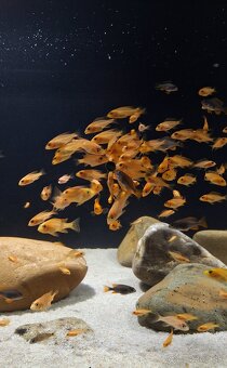 Africke cichlidy malawi - 7