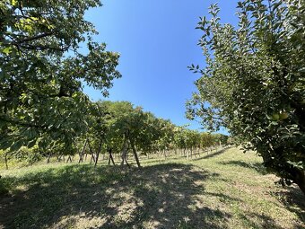 Chata s vínnou pivnicou vo vinárskej oblasti - 7