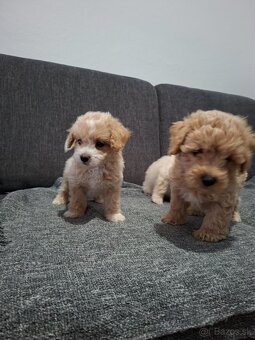 Maltipoo - 7
