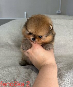 Pomeranian mini Boo - 7