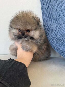 Pomeranian mini - 7