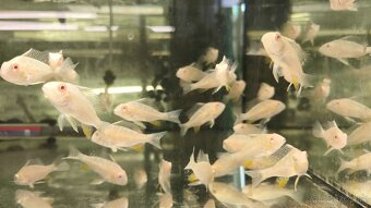 Akara Heckelli albino ,Heckeli - 7