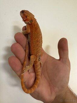 Red Agama bradatá - 7
