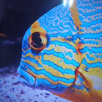 Thomson 4k 55 led lcd tv - 7