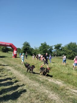 Darujem super rodinného psa - labrador mix doga - 7