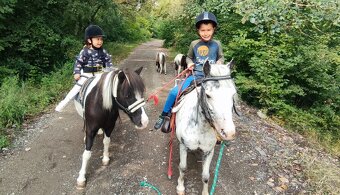 Predám žrebčeka Shetland - 7