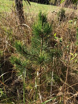 Sibírsky Céder / Pinus Sibirica Stromčeky - 7