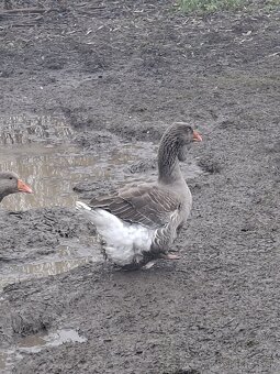 Predám tulúzske husi a gunare - 7