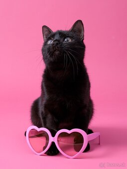 Drobučká mačička Zina - 7