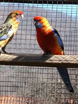 Rozely Adelaidské - 7