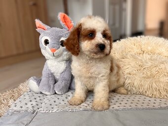 Roztomilé šteniatka Cavapoo - 7