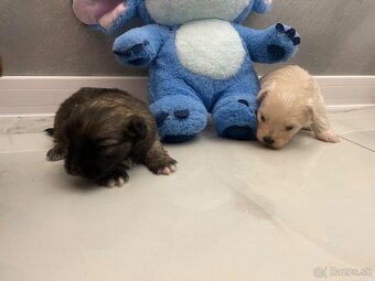 Šteniatka maltipoo - 7