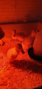 Indické bežce, indický bežec , kačka, kačky - 7