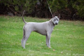 Thajský ridgeback modré barvy s PP - Thai ridgeback dog - 7