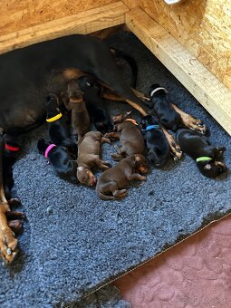 Doberman štenaitka - 7