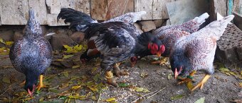 Rezervovane. Predám, vymenim indické Bojovnice - 7