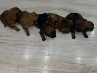 Predám šteniatka Yorkšira - 7