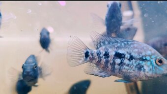 ‼️TOP RYBY ‼️ - 7