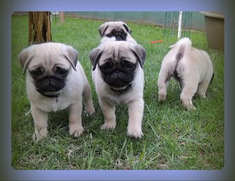 MOPS s PP.FCI. - 7