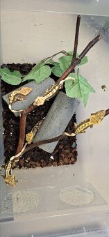 Pagekon riasnaty - 7