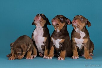 American bully s PP - 7